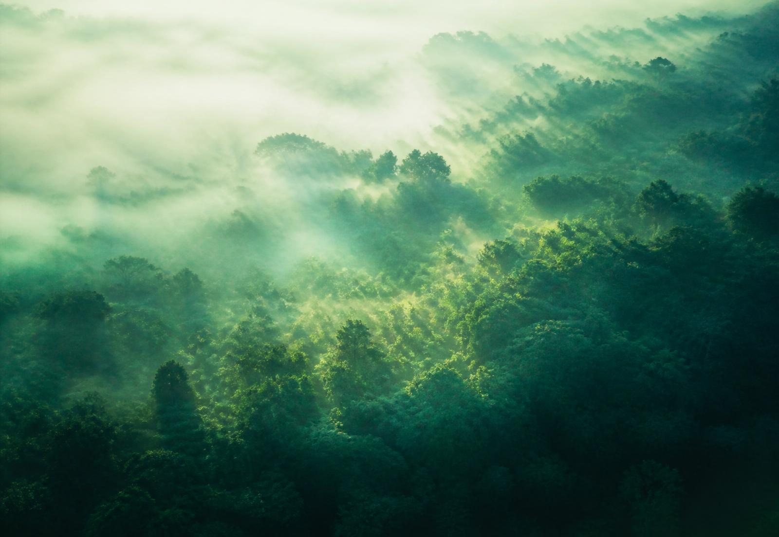 Sunlight breaking through misty forest